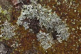 Attēlu rezultāti vaicājumam “Hypogymnia vittata”