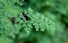 Attēlu rezultāti vaicājumam “Thalictrum minus”