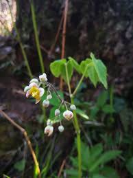 Attēlu rezultāti vaicājumam “Epimedium alpinum  flower”