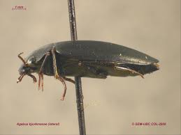 Attēlu rezultāti vaicājumam “Ilybius sp.”