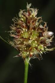 Attēlu rezultāti vaicājumam “Luzula multiflora”