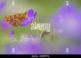 Attēlu rezultāti vaicājumam “Boloria titania”