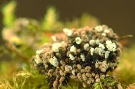 Attēlu rezultāti vaicājumam “Physarum decipiens sessile”