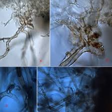 Attēlu rezultāti vaicājumam “Geopora arenicola”