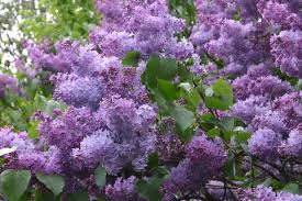 Image result for flieder