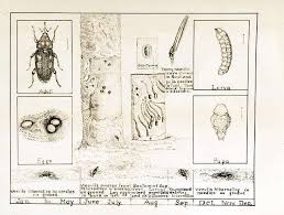 Attēlu rezultāti vaicājumam “Pissodes piniphilus”