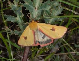 Attēlu rezultāti vaicājumam “Diacrisia sannio male”