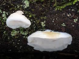 Attēlu rezultāti vaicājumam “Postia”