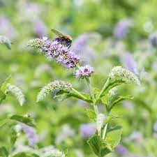 Attēlu rezultāti vaicājumam “Mentha longifolia flower”