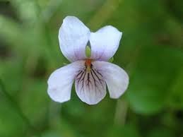Attēlu rezultāti vaicājumam “Viola palustris”