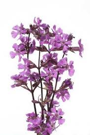 Image result for Pechnelke