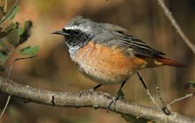 Attēlu rezultāti vaicājumam “Phoenicurus phoenicurus male”