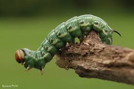 Attēlu rezultāti vaicājumam “Sphinx pinastri larva”