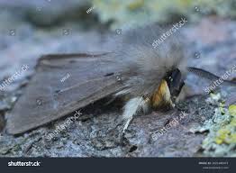 Attēlu rezultāti vaicājumam “Diaphora mendica female”