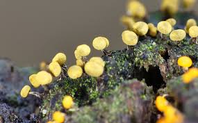 Attēlu rezultāti vaicājumam “Physarum viride”