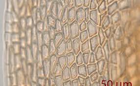 Attēlu rezultāti vaicājumam “Pogonatum urnigerum macro”