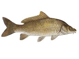 Image result for Cyprinus carpio