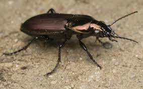 Attēlu rezultāti vaicājumam “Poecilus lepidus”