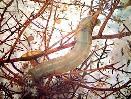 Attēlu rezultāti vaicājumam “Tipulidae larva”