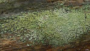 Attēlu rezultāti vaicājumam “Cladonia parasitica”