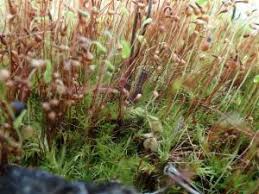 Attēlu rezultāti vaicājumam “Leptobryum pyriforme”