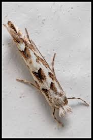 Attēlu rezultāti vaicājumam “Phyllonorycter apparella”