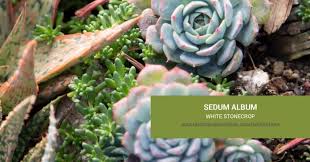 Attēlu rezultāti vaicājumam “Sedum album flower”