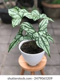 Attēlu rezultāti vaicājumam “Viola mirabilis leaf”