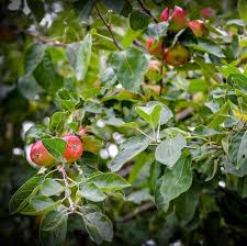 Attēlu rezultāti vaicājumam “Malus”