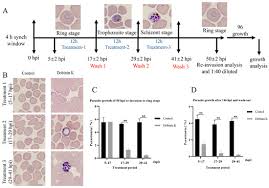 Attēlu rezultāti vaicājumam “Diderma radiatum plasmodium”