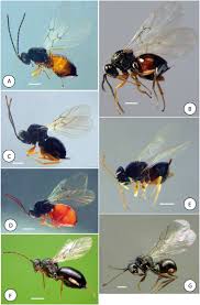 Attēlu rezultāti vaicājumam “Aulacidea hieracii”