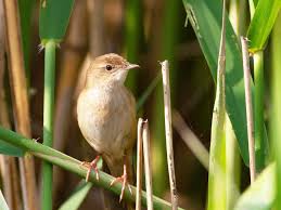 Image result for Locustella luscinioides