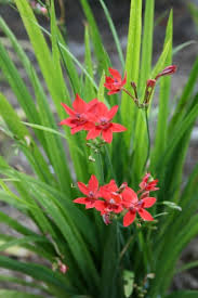 Attēlu rezultāti vaicājumam “Lophozia laxa macro”