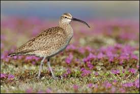 Attēlu rezultāti vaicājumam “Numenius phaeopus”