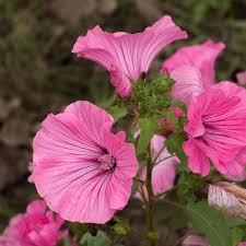 Image result for Lavatera trimestris