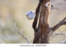 Attēlu rezultāti vaicājumam “Aegithalos caudatus”