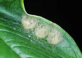 Attēlu rezultāti vaicājumam “Araneus diadematus eggs”