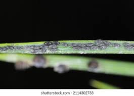 Attēlu rezultāti vaicājumam “Schizolachnus pineti”