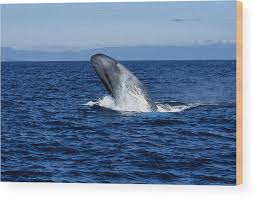 Image result for Balaenoptera musculus