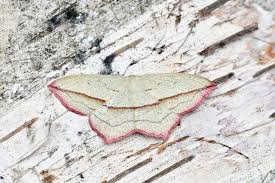 Attēlu rezultāti vaicājumam “Timandra comae”