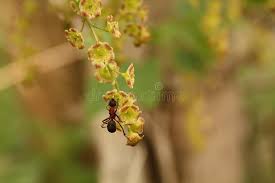 Attēlu rezultāti vaicājumam “Ribes spicatum”