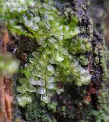 Attēlu rezultāti vaicājumam “Calypogeia integristipula”