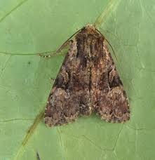 Attēlu rezultāti vaicājumam “Apamea epomidion”