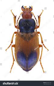 Attēlu rezultāti vaicājumam “Diachromus germanus”