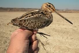 Attēlu rezultāti vaicājumam “Scolopax rusticola juvenile”