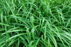 Attēlu rezultāti vaicājumam “Carex scandinavica”