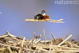 Attēlu rezultāti vaicājumam “Osmia bicolor”
