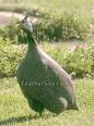 Guinea Fowl