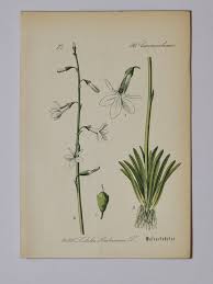 Attēlu rezultāti vaicājumam “Lobelia dortmanna flower”