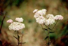 Attēlu rezultāti vaicājumam “Achillea millefolium bud”